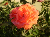 5c52da0f-Picture 3120.jpg